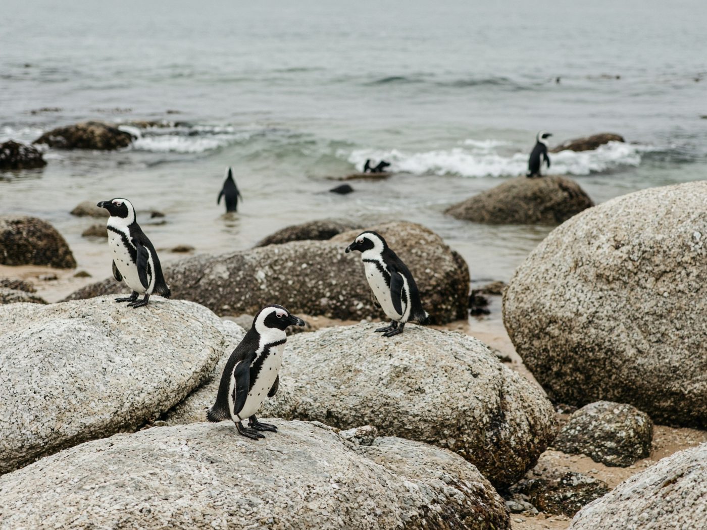 African penguins on granite boulders beside a pale sea
